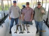 (11/16/2016) - Nice Striped Bass